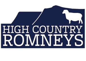 High Country Romneys for top quality New Zealand Romney breeding stock